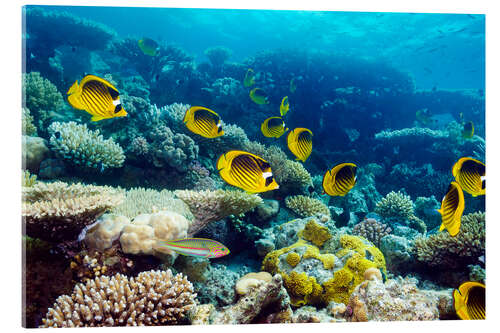 Akrylbilde Red Sea raccoon butterflyfish