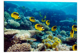 Aluminium print Red Sea raccoon butterflyfish