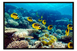 Gerahmter Kunstdruck Mondsichel-Falterfische