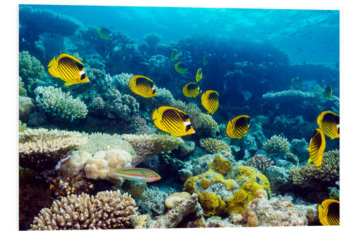 Foam board print Red Sea raccoon butterflyfish