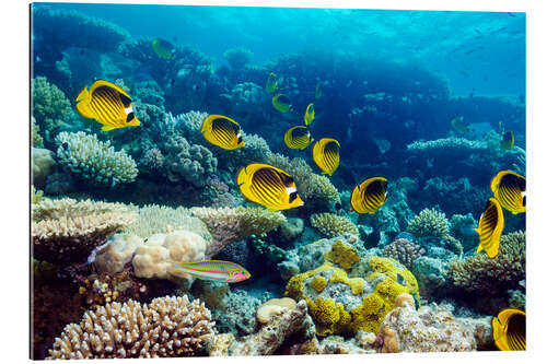 Galleriataulu Red Sea raccoon butterflyfish