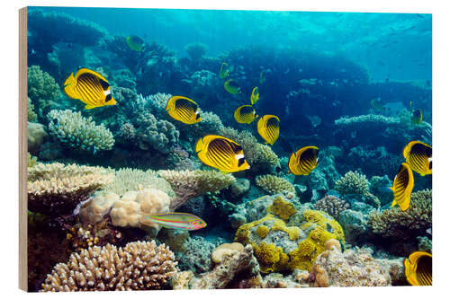 Wood print Red Sea raccoon butterflyfish