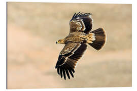 Aluminium print Eastern imperial eagle in flight