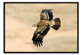 Gerahmter Kunstdruck Östlicher Kaiseradler beim Flug