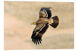 Foam board print Eastern imperial eagle in flight