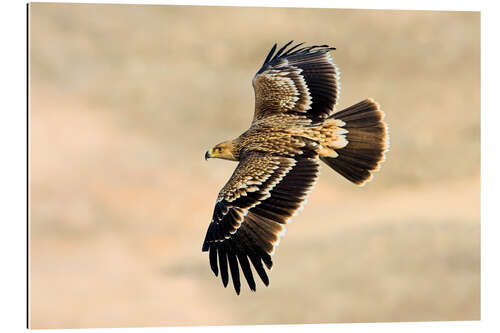 Gallery print Eastern imperial eagle in flight