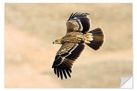 Sticker mural Aigle impérial en plein vol 