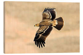 Wood print Eastern imperial eagle in flight