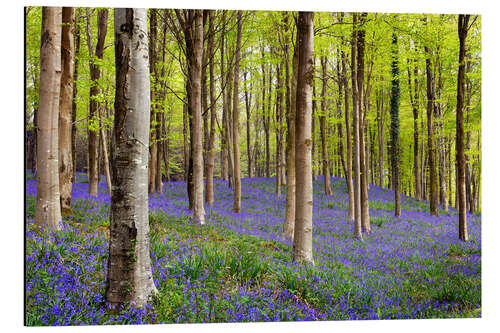 Aluminium print Bluebells