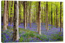 Canvas print Bluebells