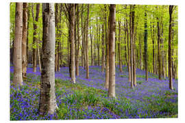 Foam board print Bluebells