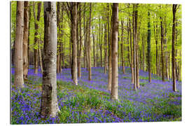 Tableau en plexi-alu Bluebells