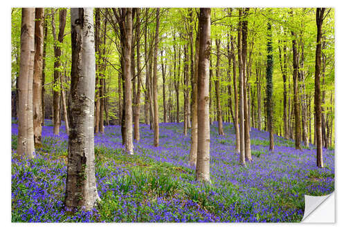 Sticker mural Bluebells