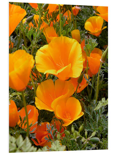 PVC print California poppy