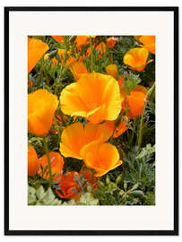 Impresión de arte enmarcada California poppy