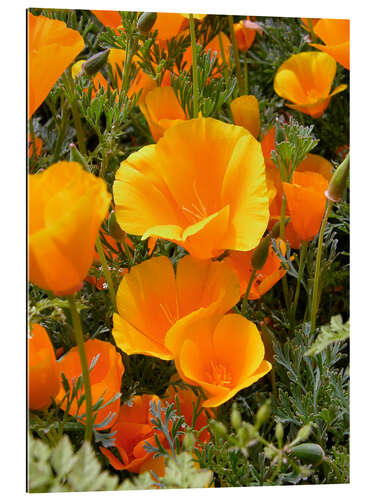 Galleritryk California poppy