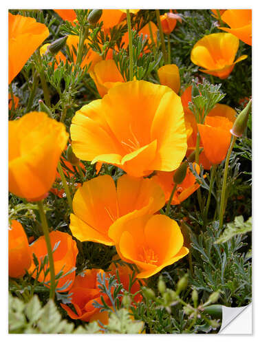 Självhäftande poster California poppy