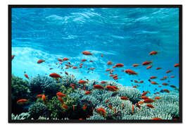 Gerahmter Kunstdruck Fahnenbarsche und Korallen