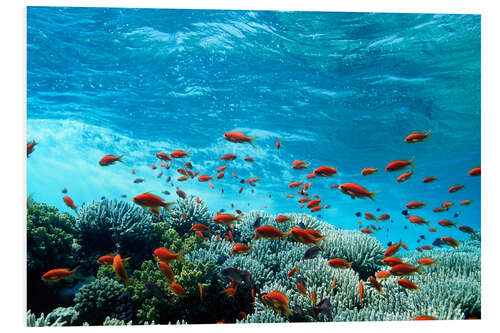 PVC print Lyretail anthias and corals