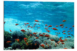 Magnettafel Fahnenbarsche und Korallen