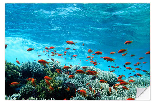 Selvklebende plakat Lyretail anthias and corals