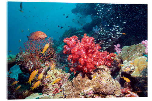 Stampa su vetro acrilico Coral reef in Thailand