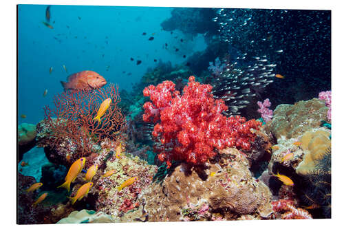 Aluminium print Coral reef in Thailand