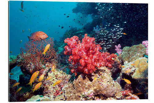 Galleriprint Coral reef in Thailand