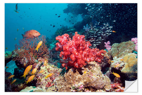 Selvklebende plakat Coral reef in Thailand