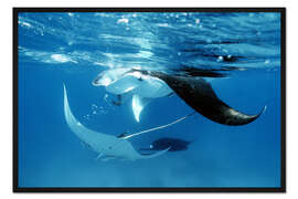 Gerahmter Kunstdruck Große Mantarochen
