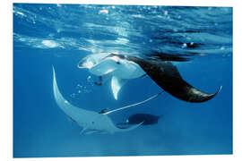 Tableau en PVC Giant manta rays