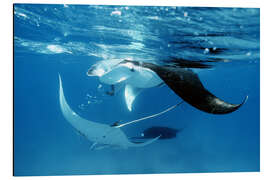 Magnettafel Große Mantarochen