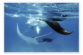 Tableau Giant manta rays - Georgette Douwma