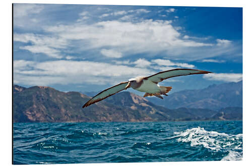 Alubild Albatross im Flug