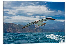 Aluminium print Salvin's albatross in flight