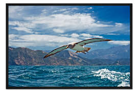Gerahmter Kunstdruck Albatross im Flug