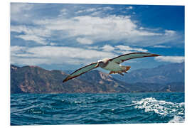 Foam board print Salvin's albatross in flight