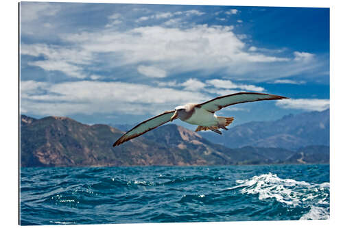 Gallery Print Albatross im Flug