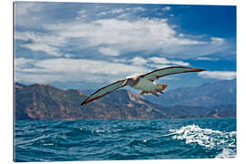 Gallery print Salvin&#039;s albatross in flight