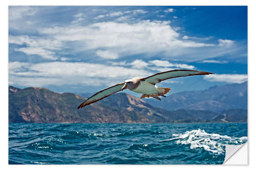 Selvklebende plakat Salvin's albatross in flight