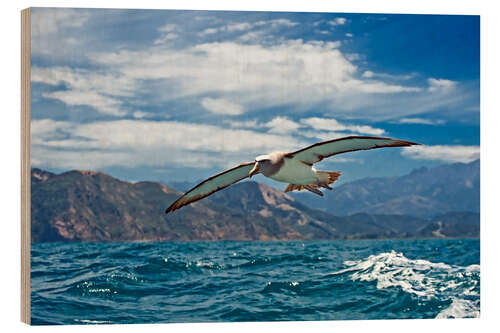 Tableau en bois Albatros en plein vol