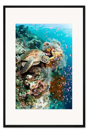 Gerahmter Kunstdruck Schildkröte im Korallenriff