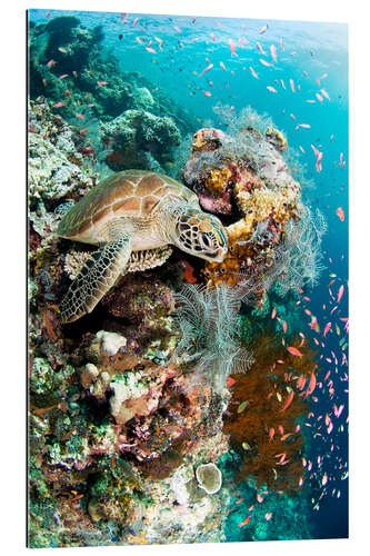 Gallery print Green turtle