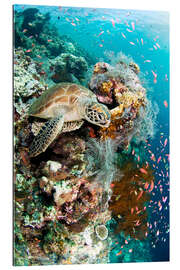 Gallery print Green turtle