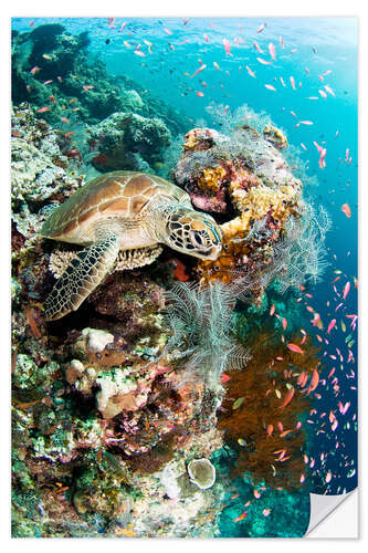 Muursticker Green turtle