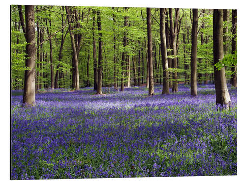 Alubild Glockenblumen im Wald