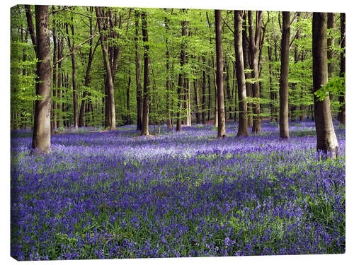 Lærredsbillede Klokkeblomster i skoven