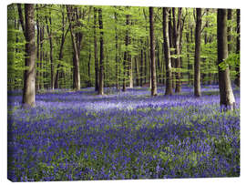 Canvastavla  Bluebells in woodland - Adrian Bicker