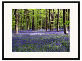 Gerahmter Kunstdruck Glockenblumen im Wald