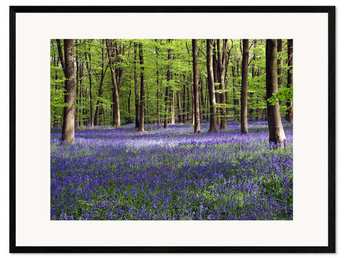Gerahmter Kunstdruck Glockenblumen im Wald